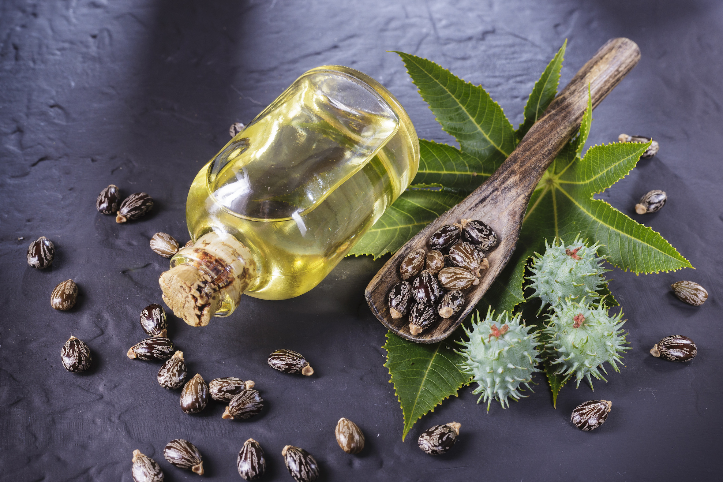 Castor Seeds (Ricinus communis)